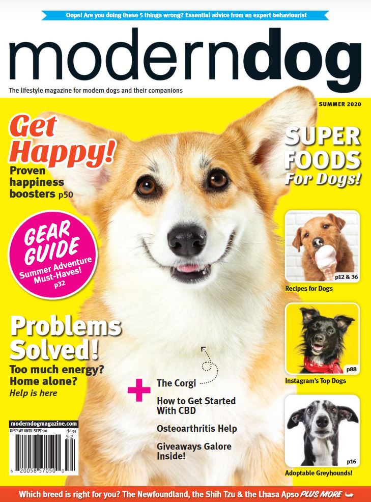 Yankee Doodle  Modern Dog magazine