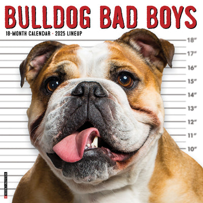 Bulldog Bad Boys Wall Calendar 2025